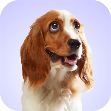 Dog Whining Sounds - Apps on Google Play