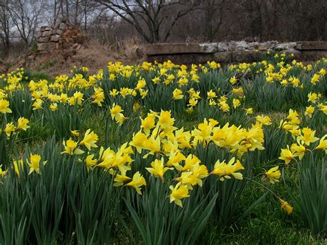 SPRING AWAKENING – SbS Gardening