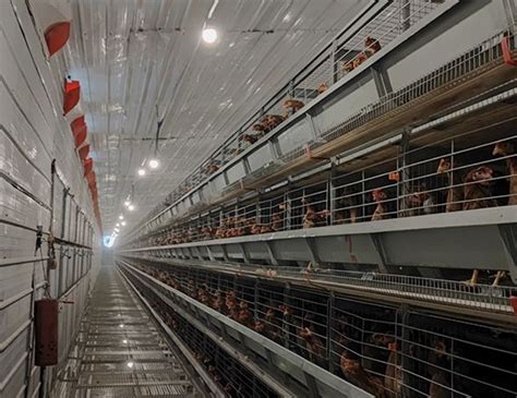 Battery cage system of poultry farming - Poultry equipment supplier