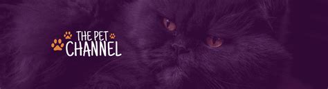 Pet Channel YouTube Banner - Venngage