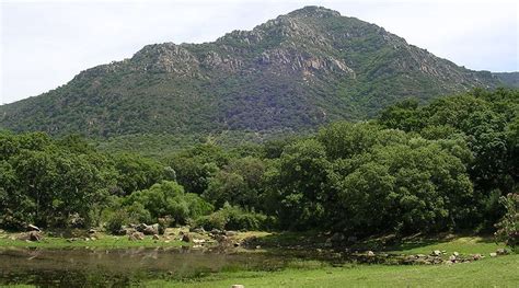 Los bosques y matorrales mediterráneos continentales españoles son ...