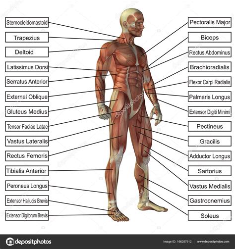 Anatomía humana conceptual 3D: fotografía de stock © design36 ...