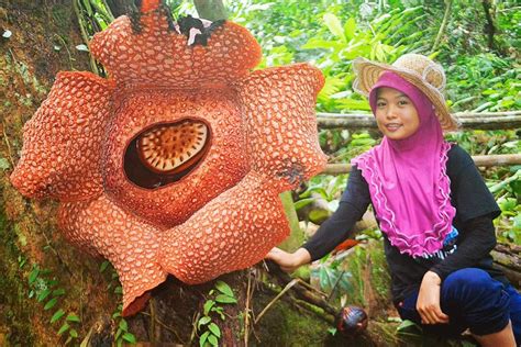 Maior flor do mundo | Gigantes do Mundo