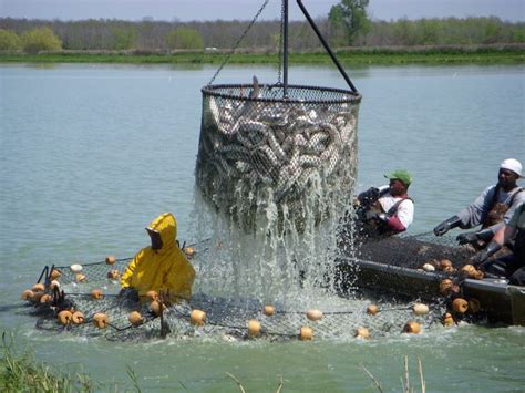 Innovations, New Approaches Empower US Catfish Farmers - Aquaculture North America