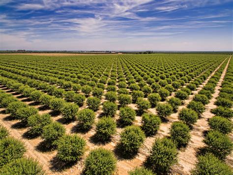 Keeping Almond Orchards Safe from Nematode Damage