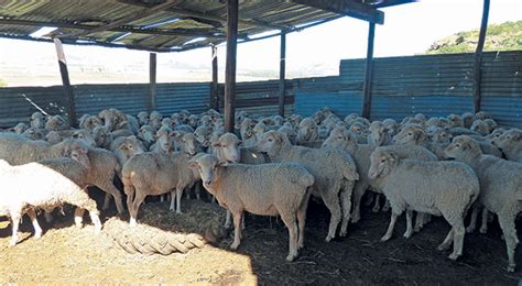 merin sheep kraal | Farmer's Weekly