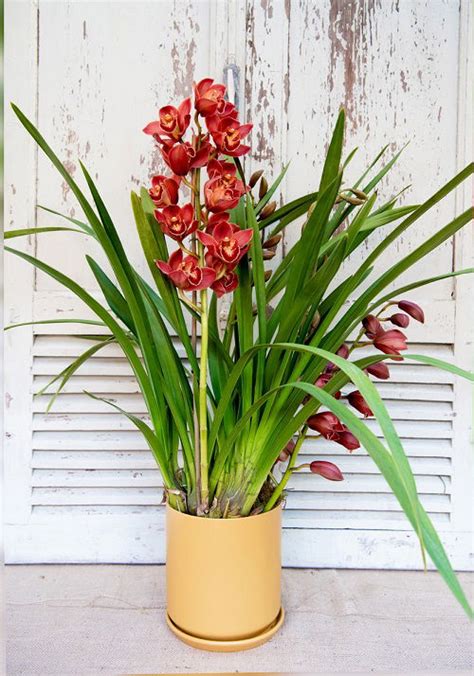 24 Best Cymbidium Orchid Varieties | How to Grow It