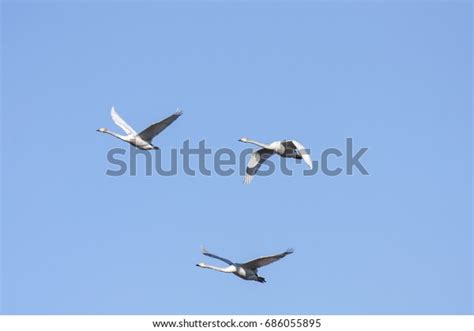 Group Whooper Swan Migration Clear Blue Stock Photo 686055895 ...