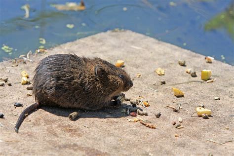 Vole Repellent | Get Rid of Voles | Shake-Away All Natural Rodent Repellent