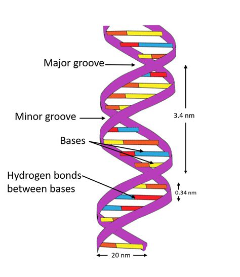 The helical structure of a protein is stabilized by(a)Dipeptide bonds(b)Hydrogen bonds(c)Ether ...