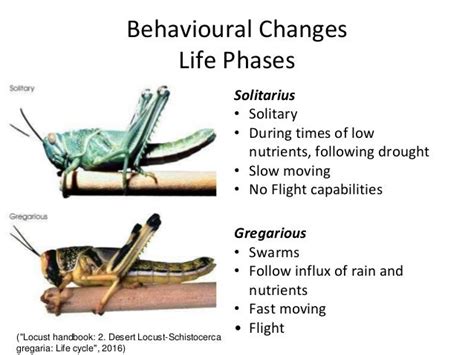 Desiccation locusts and beetles presentation