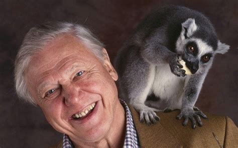 David Attenborough turns 91: his 10 best documentaries to stream online