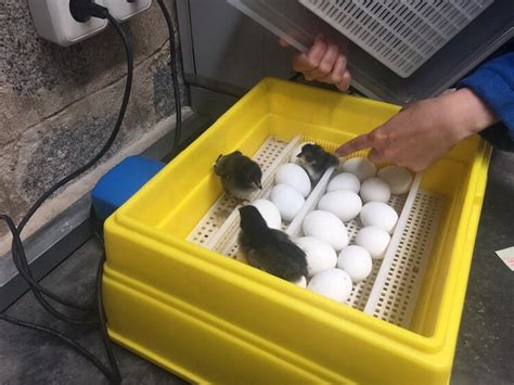 5 Best Chicken Egg Incubators: What to Know Before Buying | Chickens And More