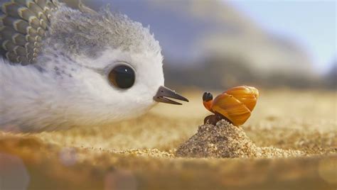 Watch Pixar’s Gorgeous Short Film ‘Piper’ Online For Free - Indian Nerve