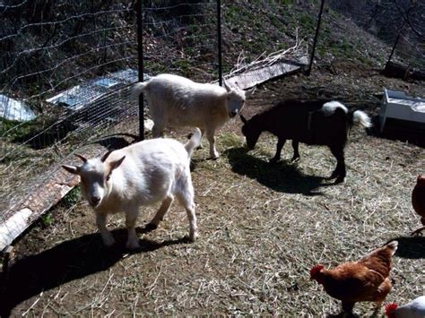 Goats and chicken love them.. | Animals, Goats, Farm life