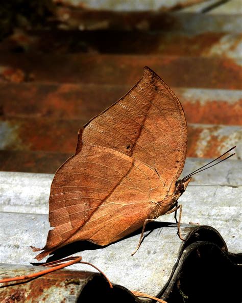 This amazing 'dead leaf butterfly' is nature's greatest illusion yet