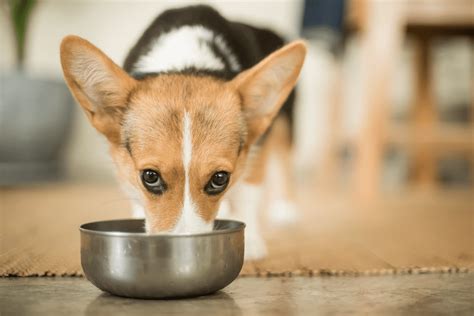 Corgi Feeding Chart: The 4.1.1. On Eating Right