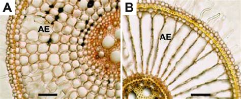 6 Aerenchyma formation. ( a , b ) Development of aerenchyma at 20 ( a ...