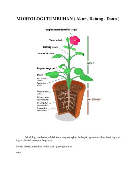 Gambar Struktur Morfologi Akar Batang Dan Daun Tumbuhan Dikotil Dan Monokotil