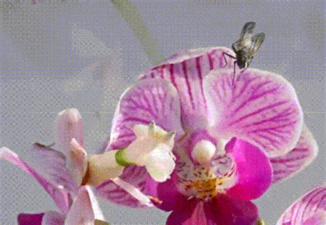 Kindergarten and Mooneyisms: 5 Minute Science Lesson - Orchid Mantis