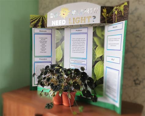 Do Plants Need Light? | Royal Consumer Products