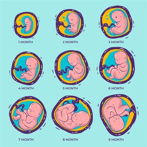 Stages Of Fetal Development, Baby Development, Baby Growth In Womb, Fetus In Womb, Human Embryo ...
