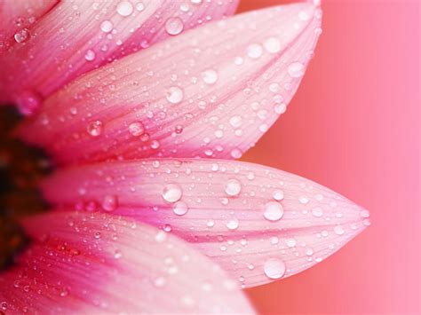 Pink flower close-up, petals, dew, water drops, blur background wallpaper | flowers | Wallpaper ...