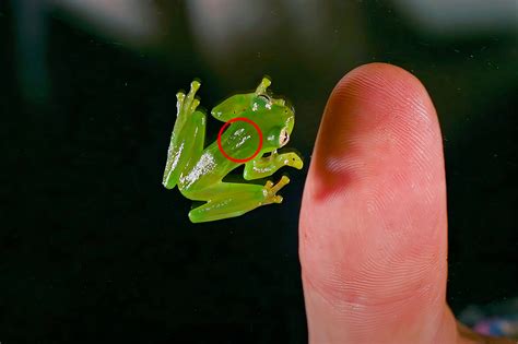 Translucent Glass Frogs Can Hide Their Blood When Sleeping to Camouflage Themselves from ...