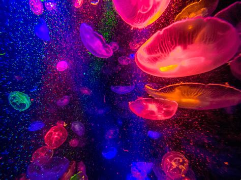 Glowing Jellyfish Wallpapers - Wallpaper Cave