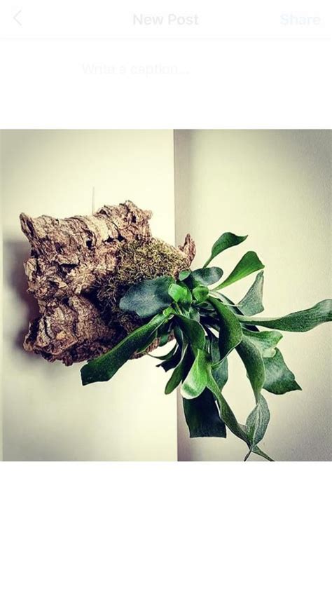 Mounted Staghorn Fern Wall decor office decor living art | Etsy in 2021 | Plant wall decor ...