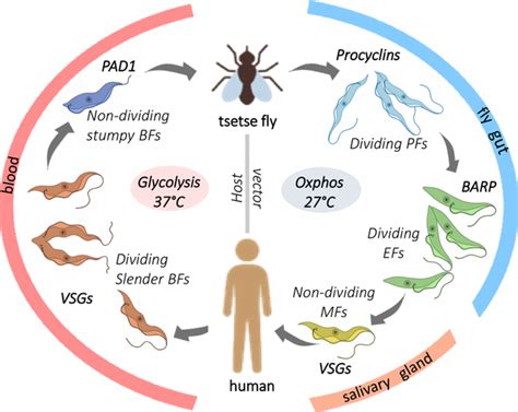 Trypanosoma Brucei Life Cycle