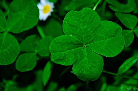 Four Leaf Clover Wallpapers - Top Free Four Leaf Clover Backgrounds ...