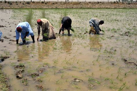 Transforming the Indus Basin with Climate Resilient Agriculture and Water Management