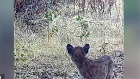 WATCH: Mountain Lion and Cubs Caught on Camera in OC – NBC Los Angeles