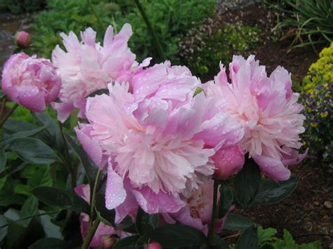 PEONIES, PEONIES, PEONIES: Peonies as Cut Flowers