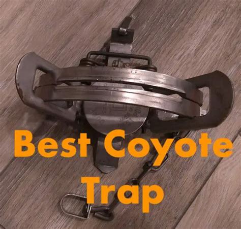 Best Coyote Traps - Foothold, Snares, and Live Traps | THF Outdoors