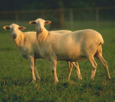 St. Croix Sheep: Characteristics, Uses, Photo