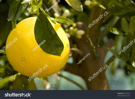 Big Yellow Grapefruit Tree Stock Photo 53729047 - Shutterstock