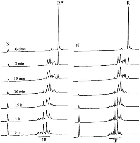 Refolding of fully reduced hirudins. R was prepared by reduction of the ...