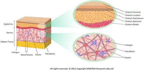 Diagram showing the structure of healthy skin, in which the different... | Download Scientific ...