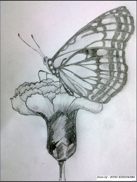 Pencil Sketch of Butterfly | DesiPainters.com