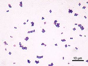 Coccus - Wikipedia