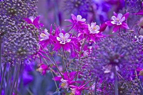 Purple Allium Photograph by Bonnie Bruno - Fine Art America