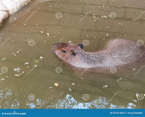 Capybara Swimming Pool