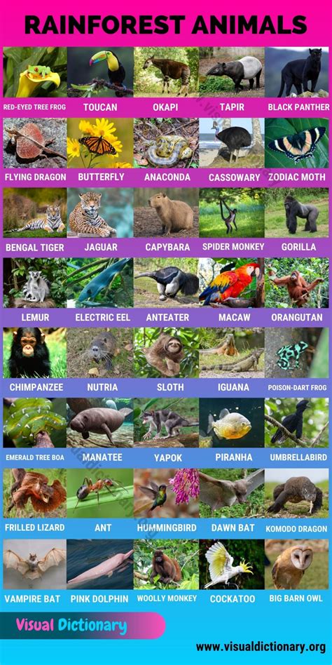 Rainforest Animals Pictures With Names - Kathe Maurine