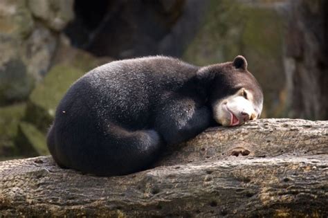 Sleepy Sun Bear Cub - Photorator