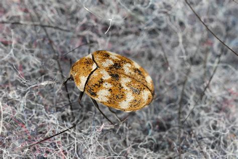 6 Common Signs of Carpet Beetles in Your Home | EcoGuard