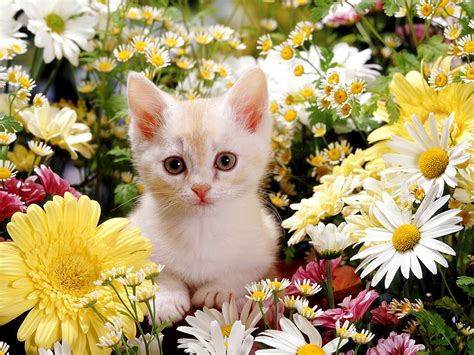 Cute White Cat Wallpapers For Desktop - Wallpaper Cave