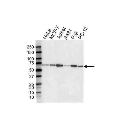 Anti Beclin 1 Antibody, clone OTI3F3 (PrecisionAb Monoclonal Antibody) | Bio-Rad