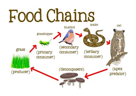 Learning Experiences: Food chain